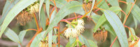Eucalyptus-Citriodora-Öl naturrein (Zitronen-Eukalyptus) Eucalyptus-Citriodora-Öl naturrein (Zitronen-Eukalyptus)