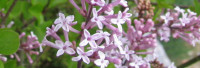 Parfumöl Lilas en Fleur (duftender Flieder) Parfumöl Lilas en Fleur (duftender Flieder)