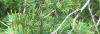 Kiefernadelöl naturrein Kiefernadelöl naturrein