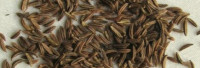 Kümmelöl naturrein Kümmelöl naturrein