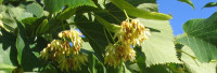Parfümöl Lindenblüte Parfümöl Lindenblüte