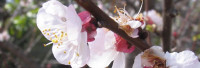 Parfumöl Mandelblüte Parfumöl Mandelblüte