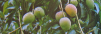 Parfümöl Mango Fruit Parfümöl Mango Fruit