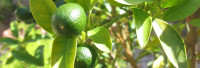 Petitgrainöl naturrein Petitgrainöl naturrein