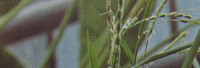 Parfumöl Reisblüte Parfumöl Reisblüte