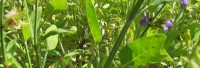 Salbeiöl Spanien naturrein (thujonfrei) Salbeiöl Spanien naturrein (thujonfrei)