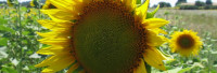 Sonnenblumenöl Oleic, raffiniert Sonnenblumenöl Oleic, raffiniert