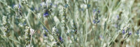 Speiklavendelöl naturrein Speiklavendelöl naturrein