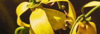 Ylang-Ylang-Öl III naturrein Ylang-Ylang-Öl III naturrein