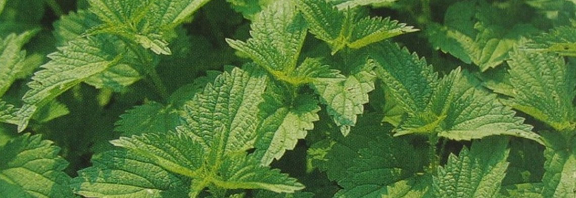 Brennnesselblätter BIO gemahlen Brennnesselblätter BIO gemahlen