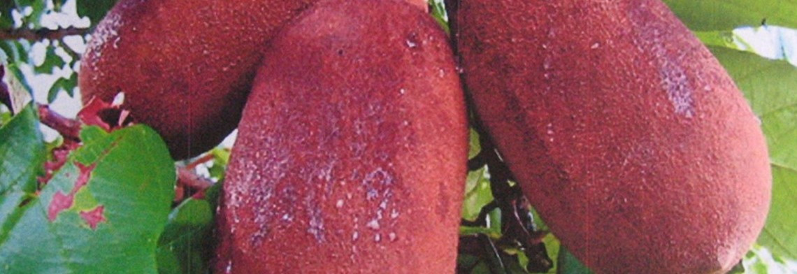 Copoazu (Cupuacu) Butter, gepresst Copoazu (Cupuacu) Butter, gepresst