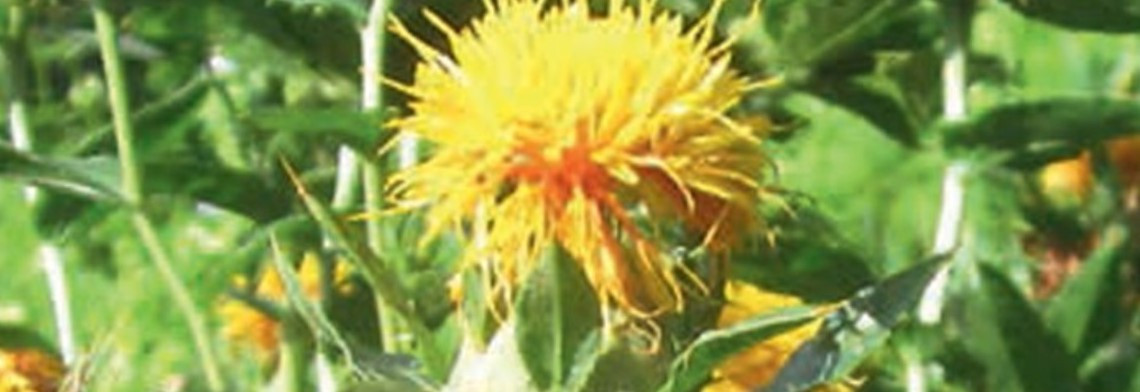 Distelöl (Safloröl) Distelöl (Safloröl)
