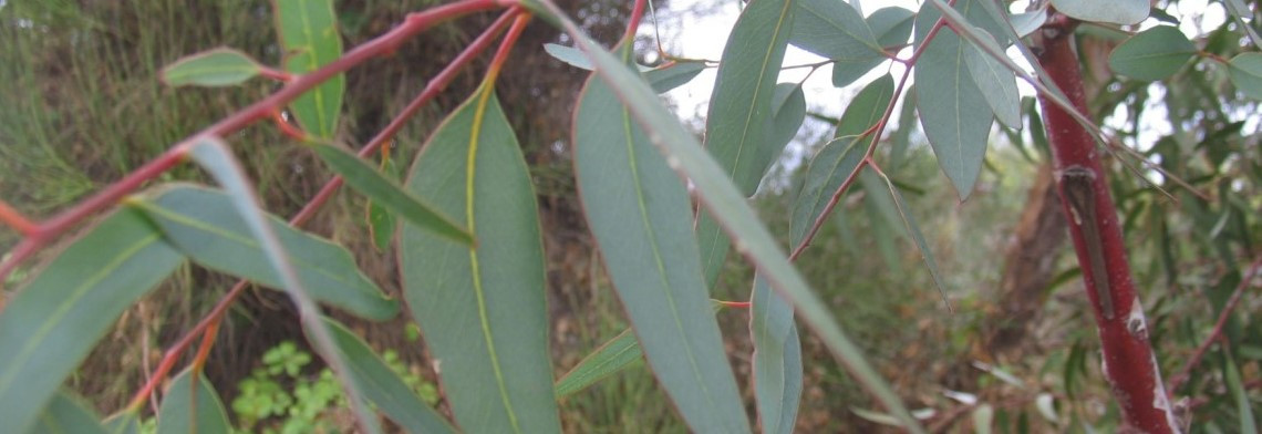 Ätherisches Eucalyptusöl naturrein (Eukalyptusöl)