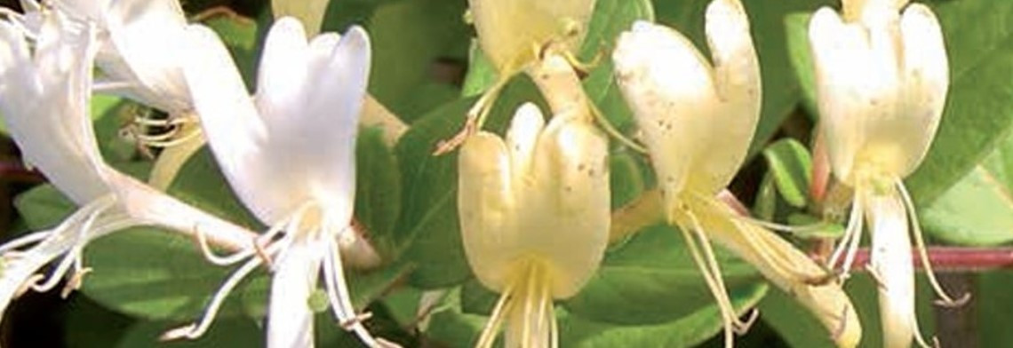 Parfümöl Honeysuckle Parfümöl Honeysuckle