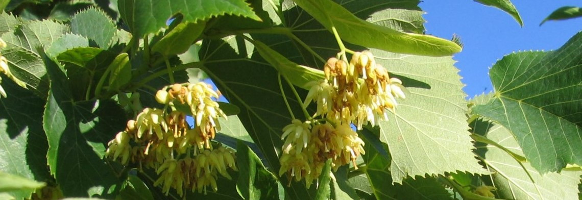 Parfümöl Lindenblüte Parfümöl Lindenblüte