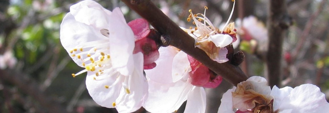 Parfumöl Mandelblüte Parfumöl Mandelblüte