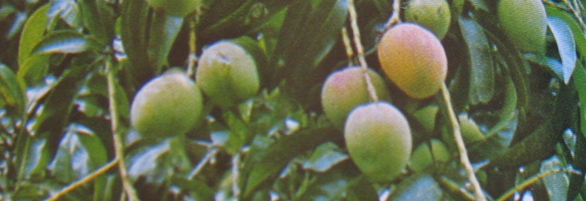Parfümöl Mango Fruit Parfümöl Mango Fruit
