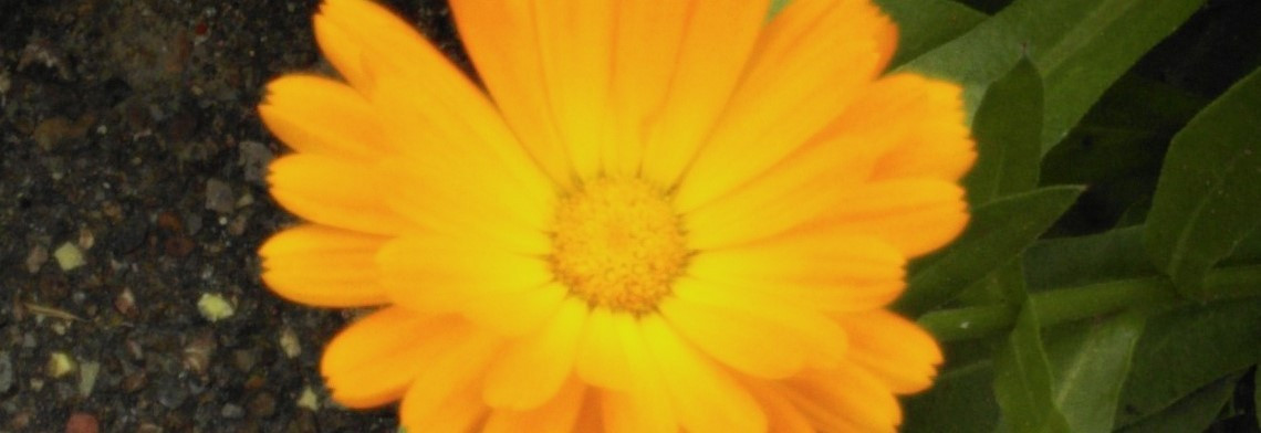 Calendulaöl BIO (Basis Sonnenblumenöl, bio)