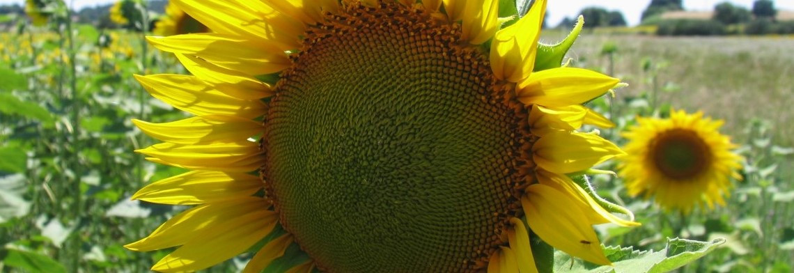 Sonnenblumenöl Oleic, raffiniert Sonnenblumenöl Oleic, raffiniert
