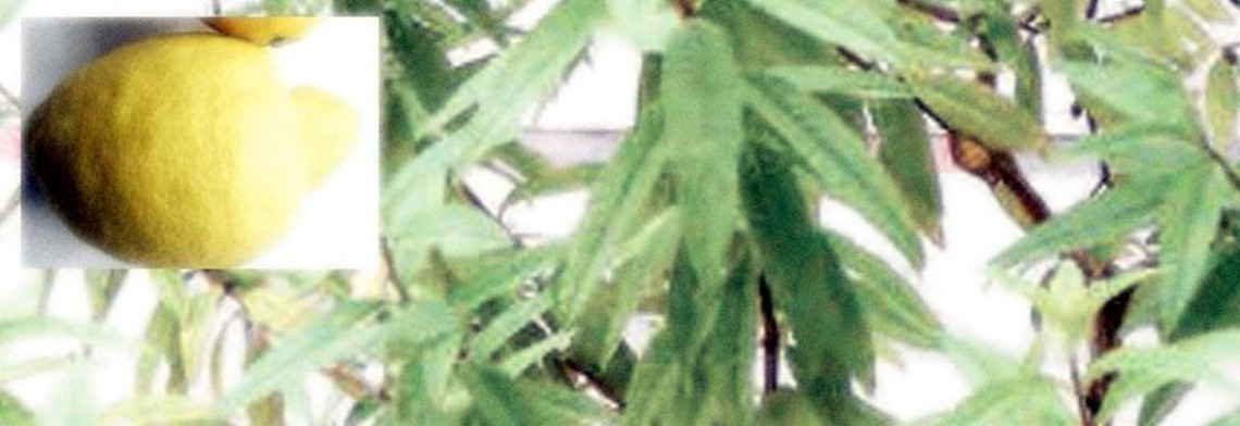 Vervain-Limon Mischung Vervain-Limon Mischung