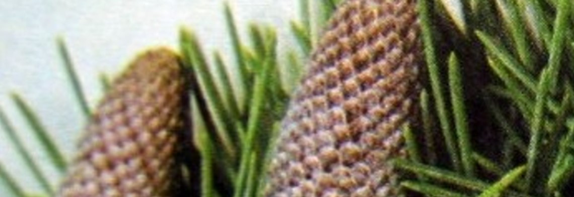 Zedernholzöl Himalaya naturrein Zedernholzöl Himalaya naturrein