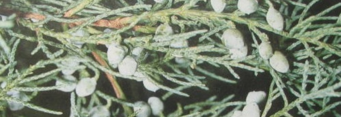 Zedernholzöl Texas naturrein Zedernholzöl Texas naturrein
