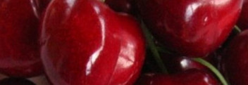 Parfumöl Red Cherry