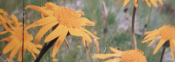 Arnikaöl (Sonnenblumenöl)