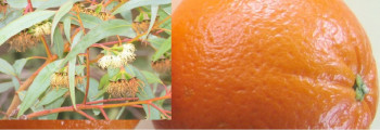 Ätherische Mischung Eukalyptus-Orange, naturrein