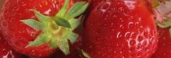 Parfumöl Erdbeere (allergenfrei)