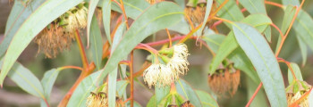 Ätherisches Eucalyptus-Citriodora-Öl naturrein (Zitronen-Eukalyptus)