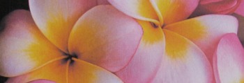 Parfumöle: Duft floral