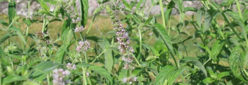 Ätherisches Krauseminzöl (Spearmint) naturrein