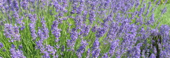 Ätherisches Lavendelöl naturrein
