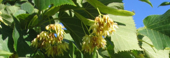 Parfumöl Linden Blossoms