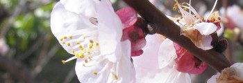 Parfumöl Almond Blossoms