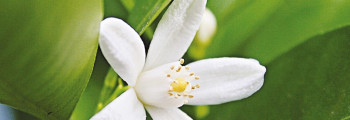 Ätherisches Neroliöl (Orangenblütenöl) naturidentisch