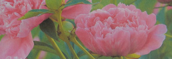 Parfumöl Pfingstrose "Paeonia"