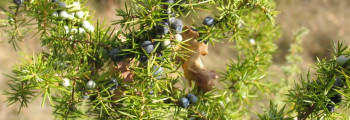 Ätherisches Wacholderbeerenöl, naturidentisch