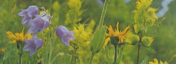 Parfumöle: Duft frisch