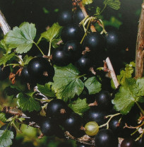 Parfumöl Jostabeere