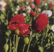 Parfumöl Mohnblüte     50ml