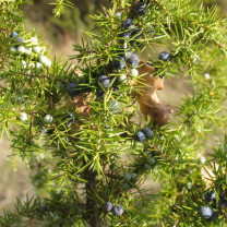 Wacholderbeerenöl, naturidentisch    20ml