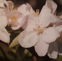 Parfumöl Apple Blossom    100ml