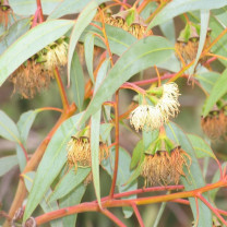 Eukalyptus-citriodora-Öl (Zitronen-Eukalyptus-Öl) naturrein