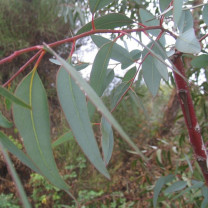 Eukalyptusöl naturrein 1Liter