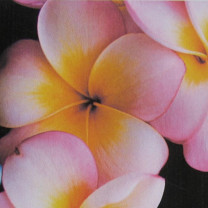 Parfümöl Frangipani "neu"