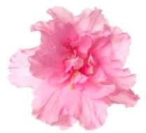 GF Azalea Cosmetic Grade Fragrance Oil     250ml