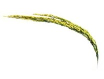 Gracefruit Rice Flower Cosmetic Grade Fragrance Oil