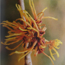 Hamamelis Hydrolat (Hamamelis Destillat)   1Liter